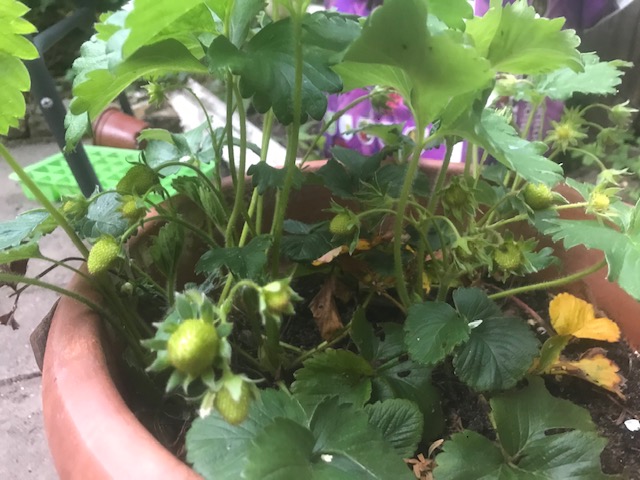 Look at these tasty strawberries. With a bit of patience and sunshine they should be red in no time.
