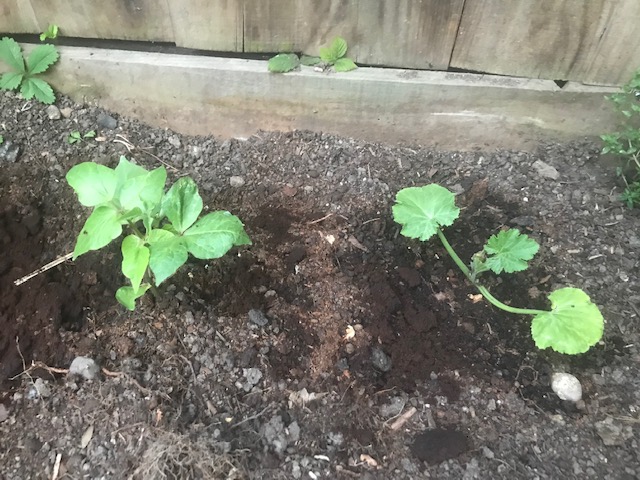 I am astonished at how much this cucumber and bean plant have grown!