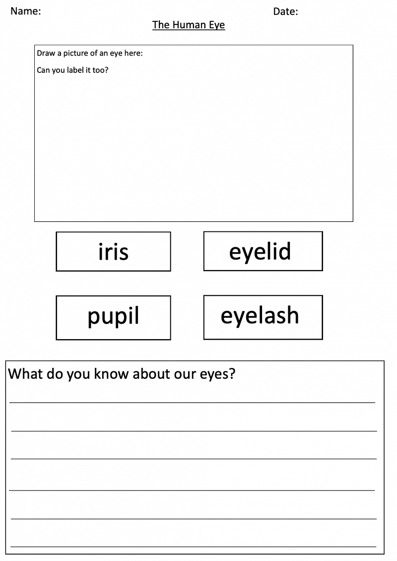 Draw and label a picture of an eye