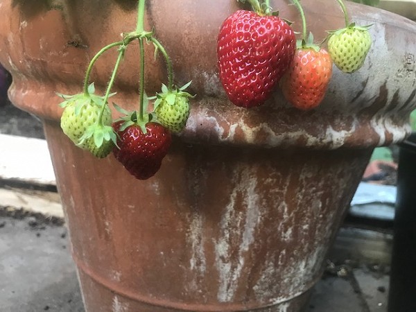 3 deliciously red strawberries